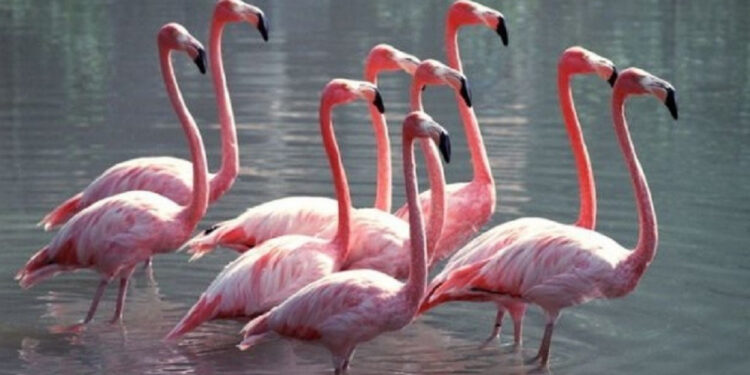 Ақтауға қоқиқаздар ұшып келді