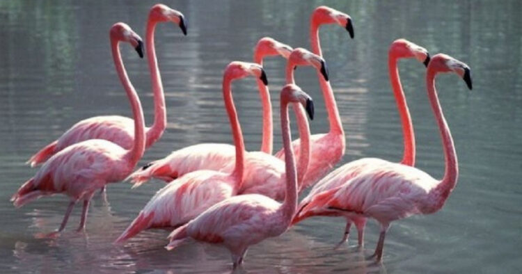 Ақтауға қоқиқаздар ұшып келді