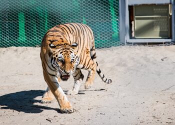Тынышбай Досымбеков: Тағы төрт жолбарыс әкелу жоспарда бар