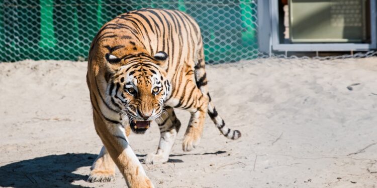 Тынышбай Досымбеков: Тағы төрт жолбарыс әкелу жоспарда бар