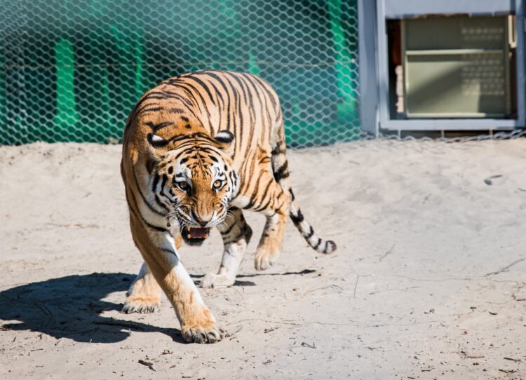 Тынышбай Досымбеков: Тағы төрт жолбарыс әкелу жоспарда бар