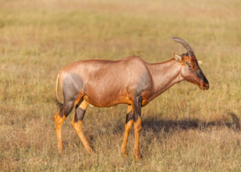 Китайца задержали с 4,5 тысячами сайгачьих рогов в Алматы