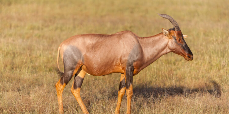 Китайца задержали с 4,5 тысячами сайгачьих рогов в Алматы