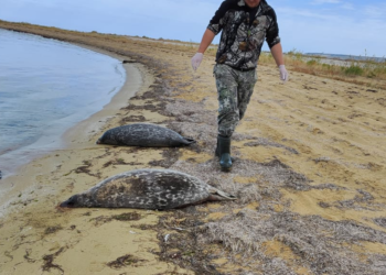 На Каспии массовая гибель тюленей: найдено 289 мертвых животных