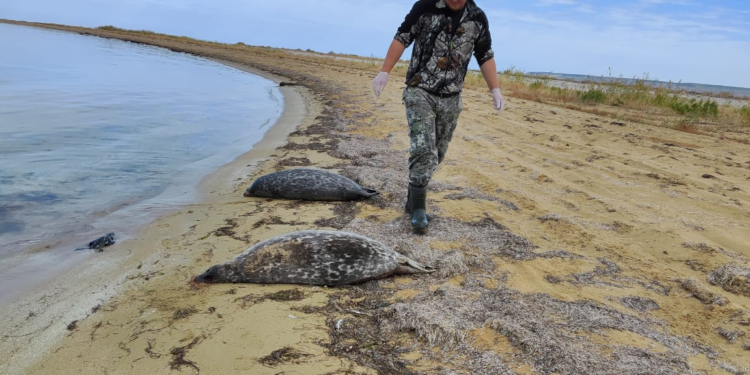 На Каспии массовая гибель тюленей: найдено 289 мертвых животных