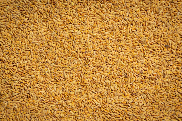 Россия просит Казахстан остановить экспорт зерна