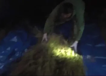 Жамбыл облысында 2886 есірткі сайты бұғатталып, 21 қылмыстық іс тіркелді