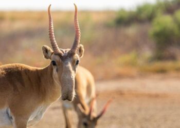 Ақбөкен мүйізін тасымалдамақ болған тұрғын 8 жылға сотталды