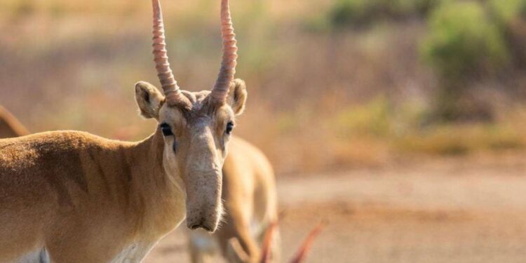 Ақбөкен мүйізін тасымалдамақ болған тұрғын 8 жылға сотталды