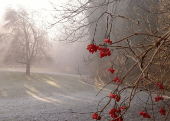 Қазгидромет: Тұман түсіп, көктайғақ болады