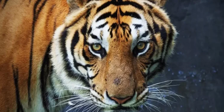 Вьетнамда 47 жолбарыс қырылып қалды