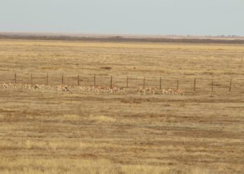 В Казахстане переселили 67 куланов в новые резерваторы