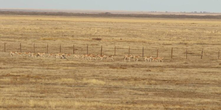 В Казахстане переселили 67 куланов в новые резерваторы