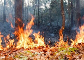 Баянауылдағы өрт 6 мың гектарға жетті