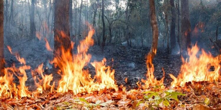 Баянауылдағы өрт 6 мың гектарға жетті