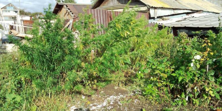 Мужчина превратил свой дом в ферму по выращиванию конопли в Костанайской области