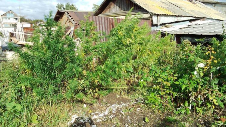 Мужчина превратил свой дом в ферму по выращиванию конопли в Костанайской области