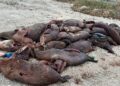 Сотни тушек краснокнижных тюленей выбросило на берег