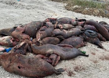 Сотни тушек краснокнижных тюленей выбросило на берег