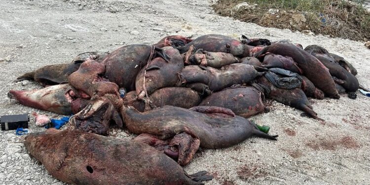 Сотни тушек краснокнижных тюленей выбросило на берег