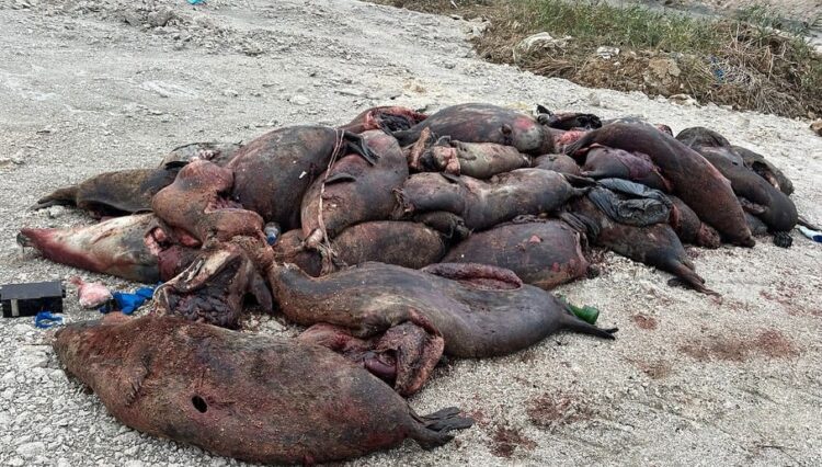 Сотни тушек краснокнижных тюленей выбросило на берег