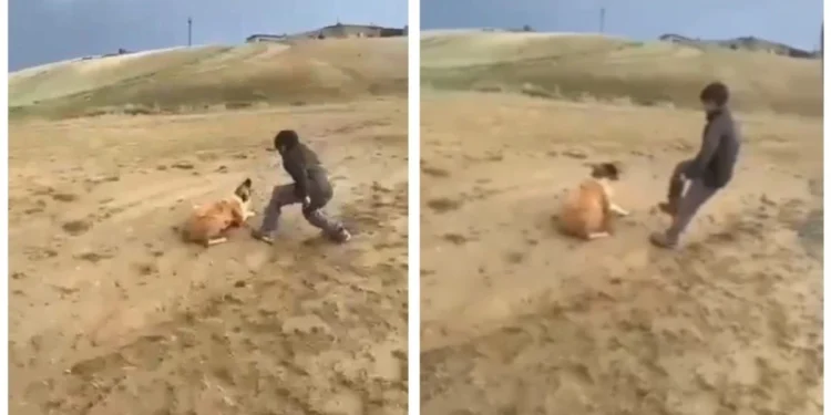 Оқушы итті аяусыз пышақтап тастады