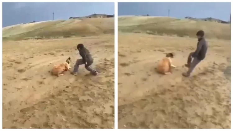 Оқушы итті аяусыз пышақтап тастады