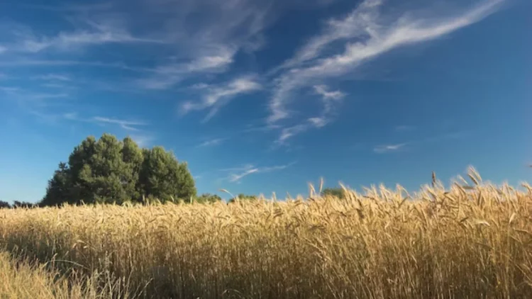 СҚО-да құны 1 млрд теңгеге жуық жер мемлекетке қайтарылды