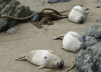 Итбалық неден қырылды?