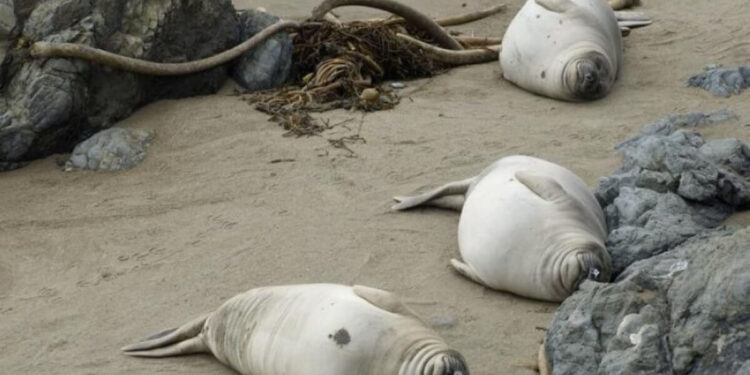 Итбалық неден қырылды?