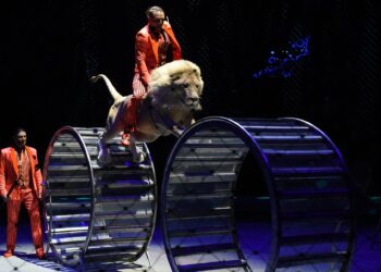 Цирктерде жануарларды пайдалануға тыйым салды