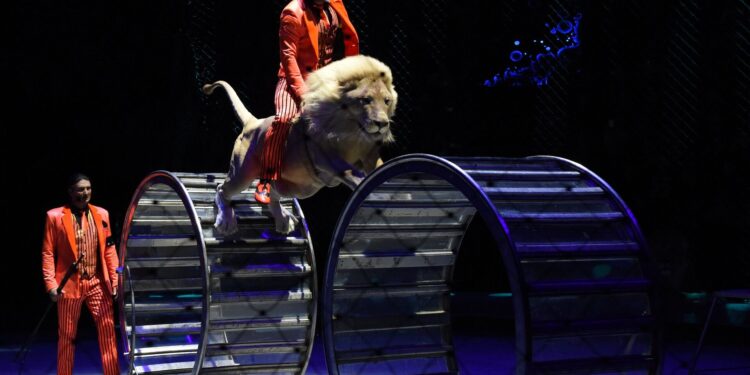 Цирктерде жануарларды пайдалануға тыйым салды