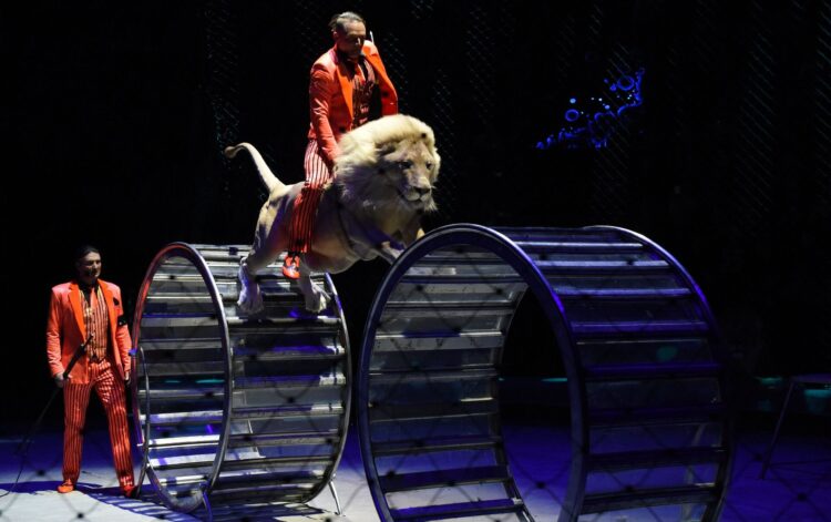 Цирктерде жануарларды пайдалануға тыйым салды