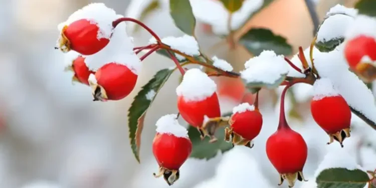 Ел аумағының басым бөлігінде қар жауып, жел күшейеді