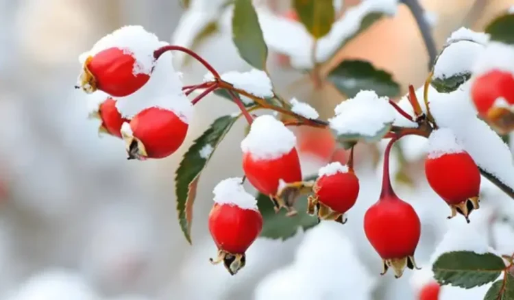 Ел аумағының басым бөлігінде қар жауып, жел күшейеді