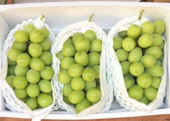 «Шайн мускат» жүзімінде ағзаға зиянды заттар жоқ – АШМ