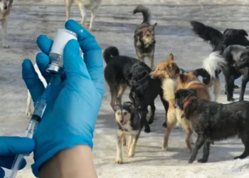 Қазақстанда қаңғыбас иттерге эвтаназия қолданылуы мүмкін
