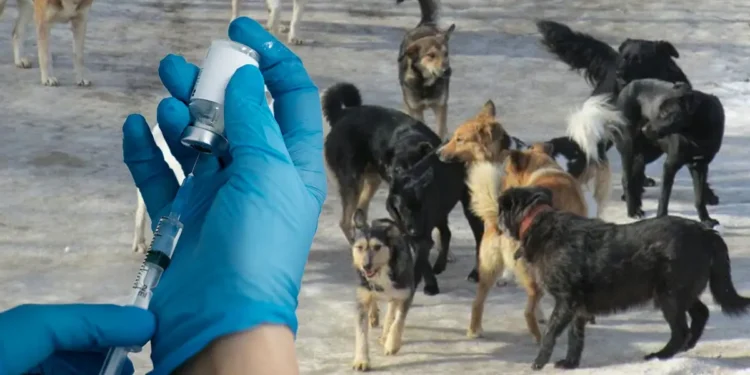 Қазақстанда қаңғыбас иттерге эвтаназия қолданылуы мүмкін