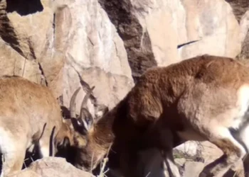 Фотоловушки засняли редкие кадры брачных игр горных козлов и кабанов