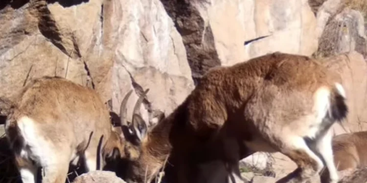 Фотоловушки засняли редкие кадры брачных игр горных козлов и кабанов