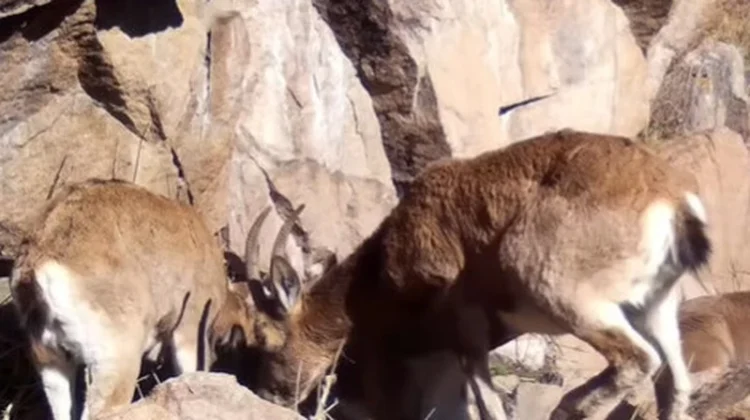 Фотоловушки засняли редкие кадры брачных игр горных козлов и кабанов