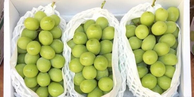 Опасен ли корейский виноград «шайн мускат»?