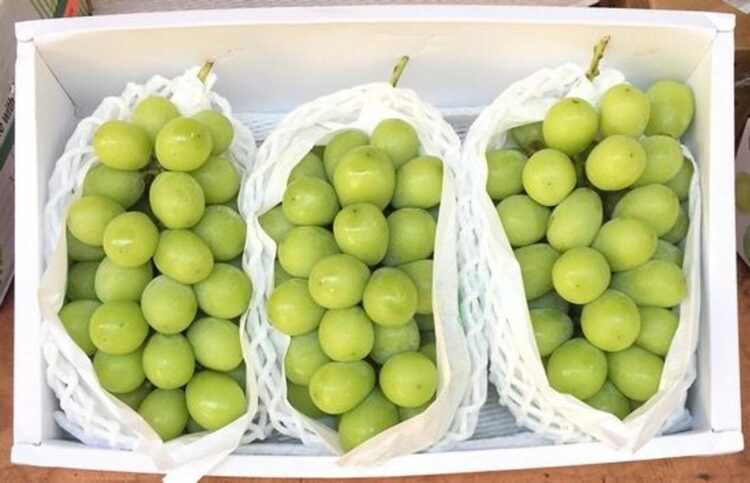 Опасен ли корейский виноград «шайн мускат»?