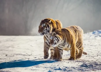 Спустя 70 лет: в Казахстан вернулись тигры