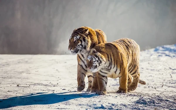 Спустя 70 лет: в Казахстан вернулись тигры