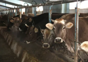 У жителя Атырау подтвердилась сибирская язва