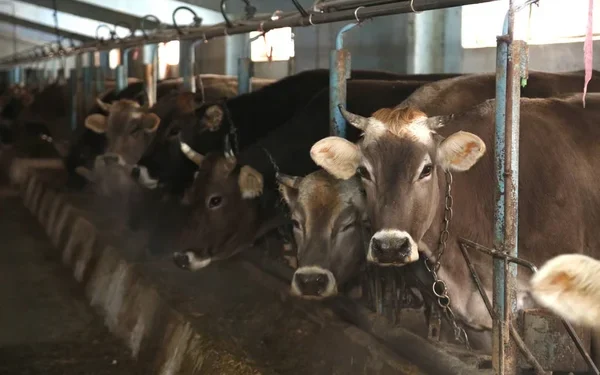 У жителя Атырау подтвердилась сибирская язва