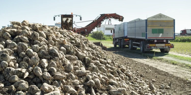 Қант қызылшасының егістігі шіріп жатыр