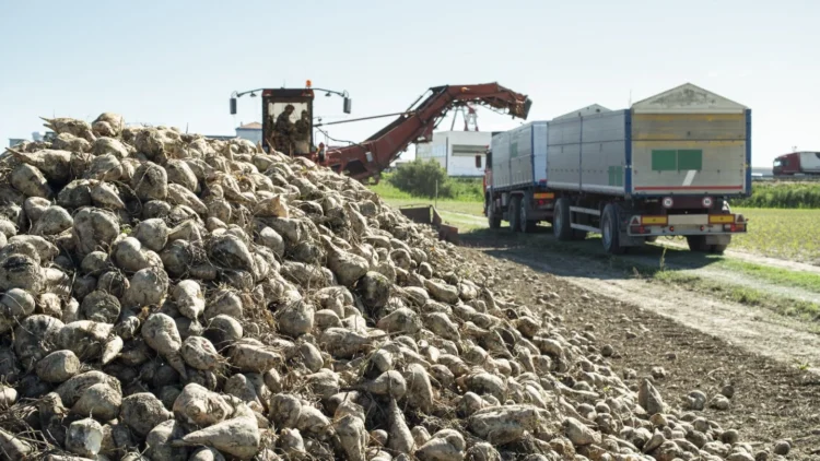 Қант қызылшасының егістігі шіріп жатыр