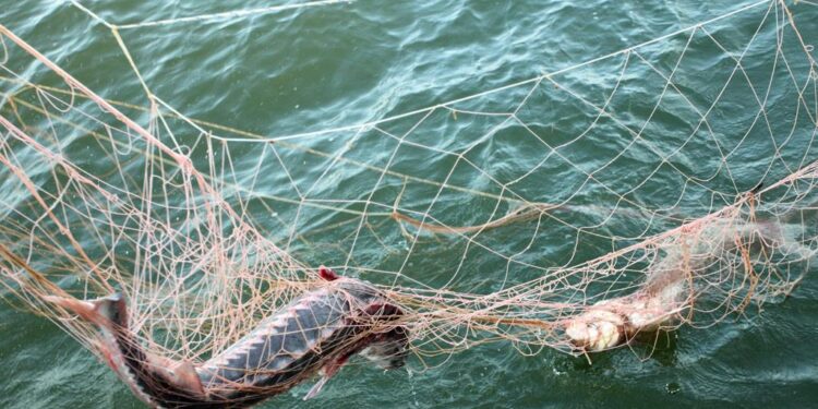 Заңсыз балық аулағандарға 2 млн теңге айыппұл салынды